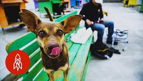 Los perros callejeros son un problema serio en Taiwán. Hay muchos que son discapacitados, la mitad de ellos por lo general tras ser golpeados por un automóvil. (Foto: YouTube)