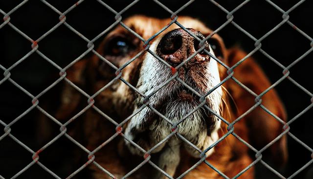 Este es el video de unos policías que rescataron a un pobre perro amarrado para que jamás volviera a comer y muera sin poder moverse. | WhatsApp