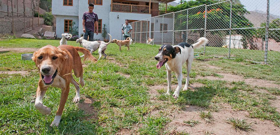 WUF: La casa de los ladridos ignorados - 1