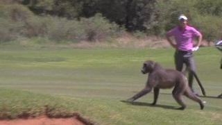 YouTube: un mono sorprendió a golfista en torneo en Sudáfrica