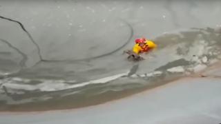 YouTube: Zorro se salva de morir congelado gracias a bomberos [VIDEO]