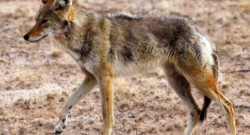 Massachusetts: Confunde a coyote con perro de su vecino y termina en el ...