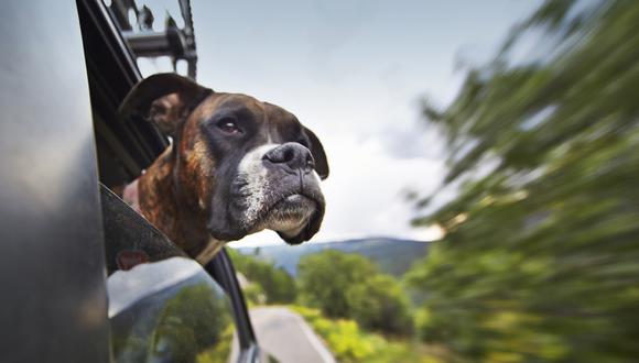 ¿Viajas con tu perro? Seis consejos que te pueden ser útiles