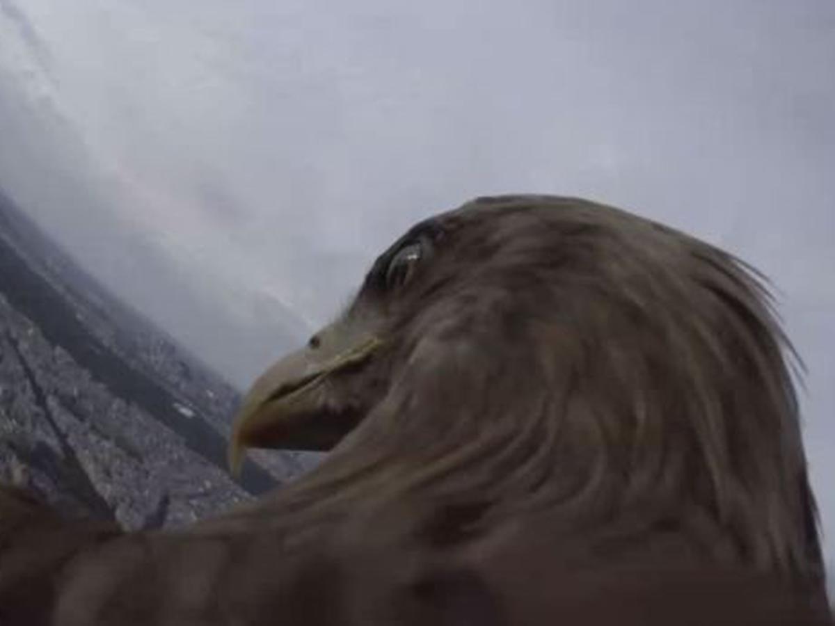 Cómo ven el mundo las águilas? [VIDEO] | TECNOLOGIA | EL COMERCIO PERÚ