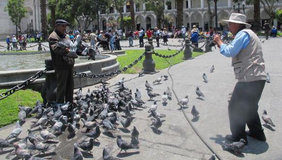 Municipalidad de Arequipa multará a quienes alimenten a palomas