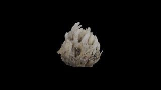 Investigadores hallan una nueva especie de esponja en el mar peruano