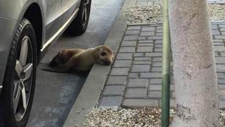 Rescataron a pequeño lobo marino en la calle [VIDEO]