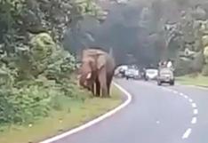 India: elefante mata a un hombre que intentó tomarle una foto
