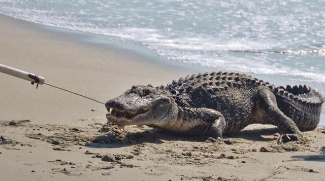 Cocodrilo fue atrapado en playa de EE.UU. cerca de bañistas - 1