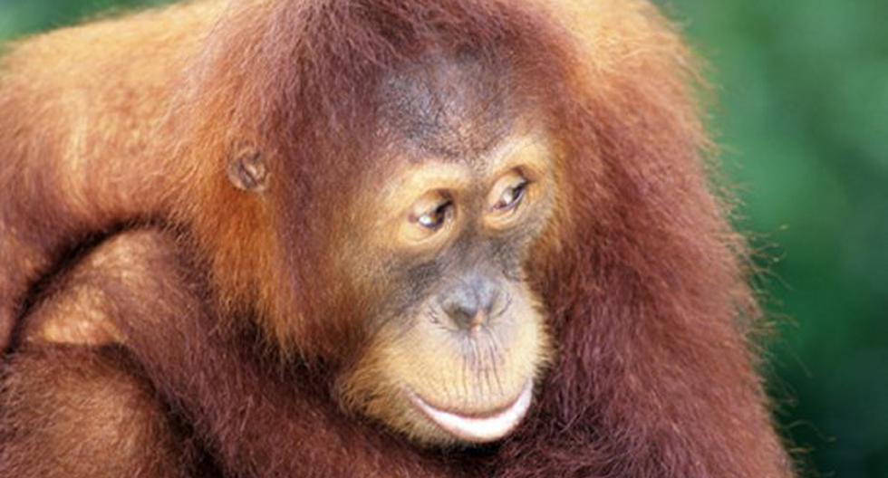 Los primates han desarrollado complejas redes sociales. (Foto: Medios)
