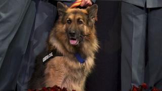 Condecoran a perro policía por evitar un atentado terrorista en España