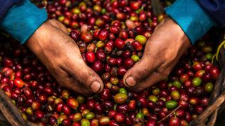 Producción y consumo del café se incrementa en el país