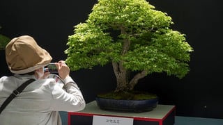 ¿Quién está robando bonsáis en Japón?