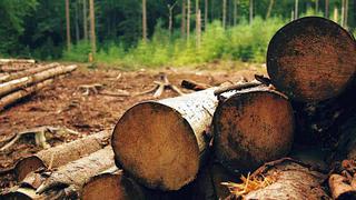 Harvard planea vender sus activos forestales en Sudamérica