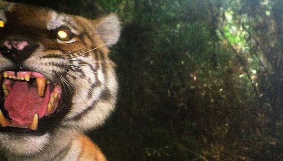Una imagen increíble de un tigre rugiendo en 2005 en el parque. Seguramente uno de los últimos que vivieron allí. Nadie sabe cómo murió.