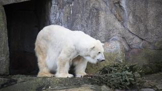 Pasan hambre: Osos polares no encuentran focas para alimentarse