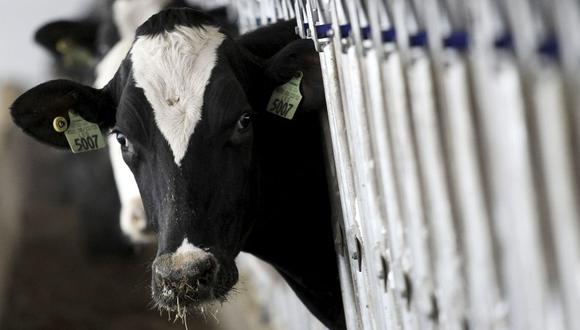 La Organización Mundial de Sanidad Animal señaló que el animal en cuestión fue abatido para evitar casos generalizados como los de 1990. (Foto referencia: AFP)