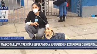 Buscan al dueño de mascota que espera hace tres días en exteriores del hospital Almenara