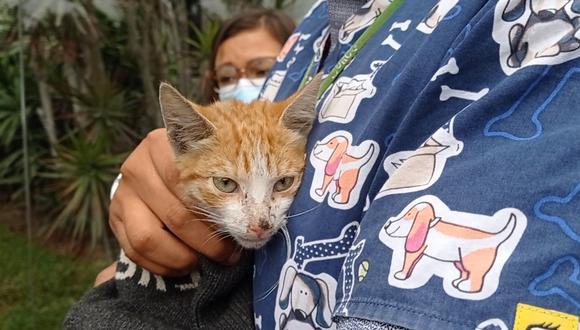 El minino que se salvó de morir envenenado fue bautizado con el nombre de Guardián. (Foto: Municipalidad de Surco)