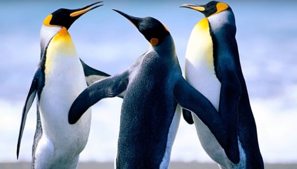 Estos pinguinos son parte del viral que te avisa que tienes internet de vuelta. (Captura de pantalla)