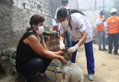 El Agustino: brindan atención a mascotas afectadas por incendio