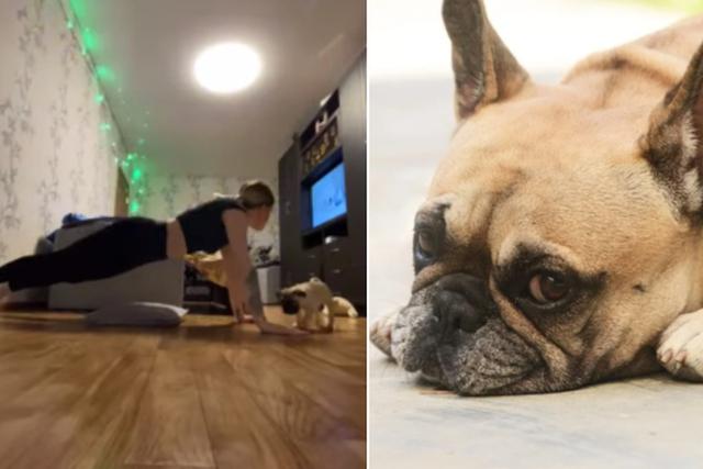 Facebook viral | Perro tiene una adorable conducta al ver que su dueña hace ejercicios en casa