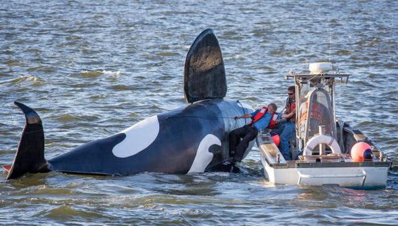 Orca falsa creada para ahuyentar leones marinos naufraga