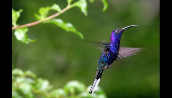 Más del 6 % de aves de Colombia está en peligro de extinción