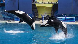 SeaWorld pondrá fin a sus espectáculos con orcas en California