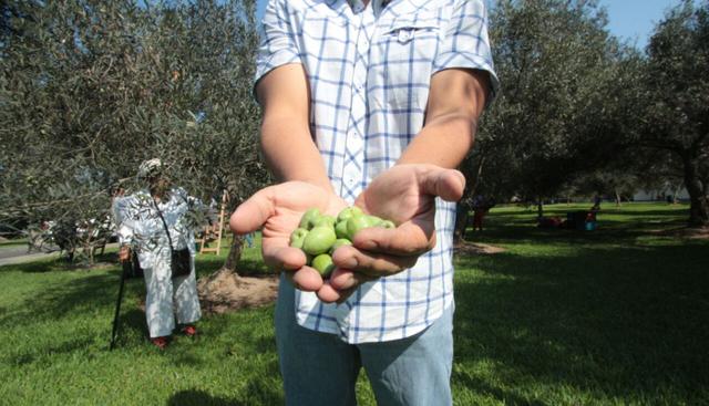 La Municipalidad de San Isidro inició la temporada de cosecha de aceitunas producidas por los centenarios árboles de olivo. (Foto: Difusión)