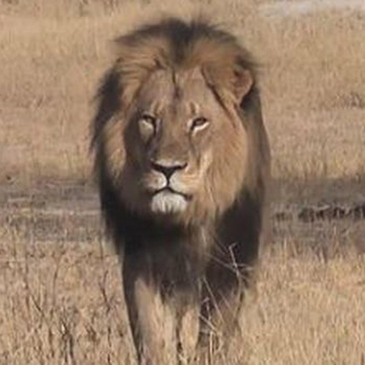 Estados Unidos promulga ley de protección a leones africanos | MUNDO | EL  COMERCIO PERÚ