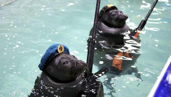 YouTube: focas son entrenadas para combatir en la armada rusa