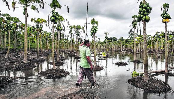 Agricultores de Madre de Dios pierden sus cosechas