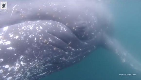 Cámaras revelan la vida secreta de las ballenas [VIDEO]