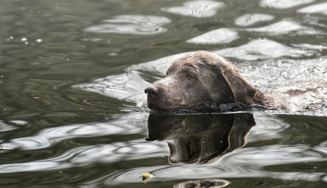 Se viralizó en Facebook el noble acto de un perro que no dudó en ingresar al agua para ayudar a otro can. (Foto: Captura)