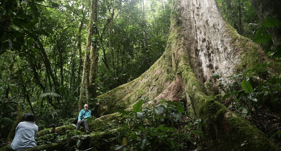 Perú: Perú Natural: Un Recorrido Por Pampa Hermosa | NOTICIAS EL ...