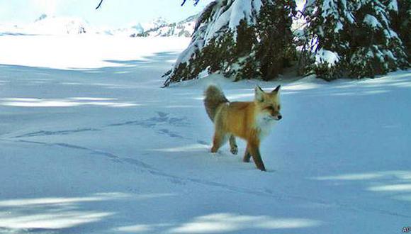 El zorro fue avistado el 13 de diciembre y luego el 4 de enero.