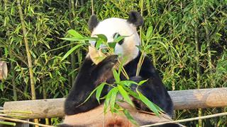 Conoce a los dos únicos osos panda que hay en Corea del Sur | VIDEO