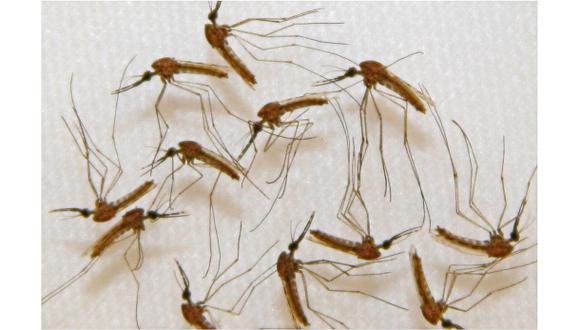Bloquearán actividad hormonal de mosquito contra la malaria