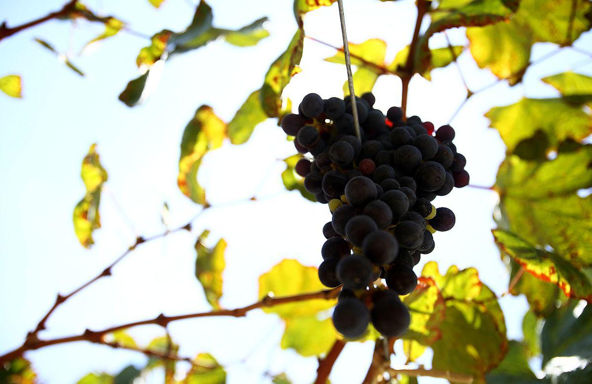 Las uvas representan el segundo producto de agroexportación no tradicional con más crecimiento en lo que va del año. (Foto: GEC)
