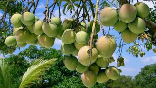 Piura forma un clúster para mejorar competitividad del mango