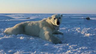¿Cómo es la vida de los osos polares en el Ártico?