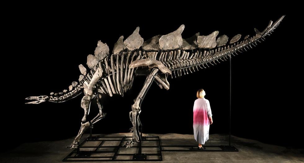 How about adding a dinosaur skeleton to your home? A 150 million-year-old fossil up for auction