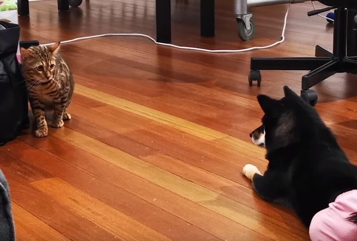 Este perro demuestra ser el mejor guardia que puede tener su dueña al cuidar su bolso de un travieso gato que intentaba robar las cosas dentro del bolso. (Foto: captura YouTube)