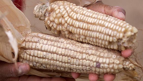 Europa cerca de aprobar uso de cepa de maíz transgénico