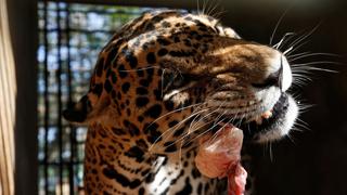 ¿En riesgo de inanición?: Animales de zoológico en Venezuela