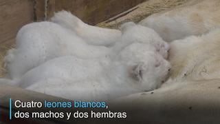 Francia: Nacen cuatro leones blancos en zoológico