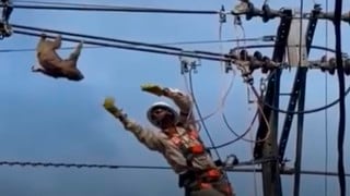 Técnico electricista salvó a un perezoso que colgaba de un cable de alta tensión