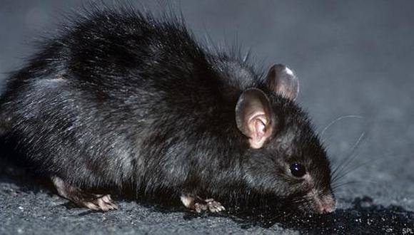 Desde siempre se culpó a la rata negra por los brotes de la peste bubónica en Europa.