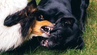 Mascotas: ¿los perros nacen agresivos?